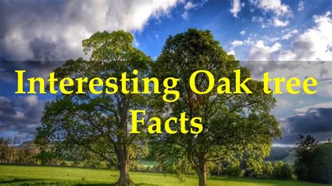 oak & luna|interesting facts about oak trees.